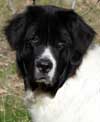 photo du Landseer ELIOTT